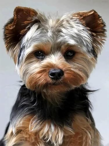 500 Teile Puzzle Yorkie Yorkshire Terrier Dog Challenge Lernspiel für Erwachsene Tierpuzzles Geschenk Entpacken Spielzeug Schwieriges Puzzle 52x38CM von AFHMZ