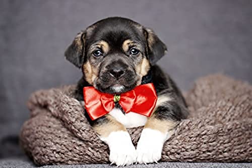 500-teiliges Puzzle für Erwachsene/Leopardenhund/Gehirn-Herausforderungspuzzle für Kinder, Lernspiele, Gehirn-Herausforderungspuzzle für Kinder, Lernspiele, Geschenkgröße 52 x 38 cm 500-teiliges Puzzle für Erwachsene/Leopardenhund/Gehirn-Herausforderungspuzzle für Kinder, Lernspiele, Gehirn-Herausforderungspuzzle für Kinder, Lernspiele, Geschenkgröße 52 x 38 cm von AFHMZ