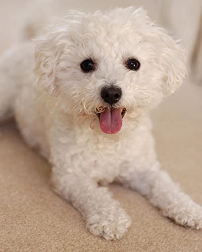 5D-Diamant-Malset zum Selbermachen, Diamantmalerei für Erwachsene und Kinder, Bichon Frise, Tier, weißer Hund, für Heimdekoration, vollständiges Diamantgemälde, Geschenke; Geburtstag, 45,5 x 35,5 cm 5D-Diamant-Malset zum Selbermachen, Diamantmalerei für Erwachsene und Kinder, Bichon Frise, Tier, weißer Hund, für Heimdekoration, vollständiges Diamantgemälde, Geschenke; Geburtstag, 45,5 x 35,5 cm von AFHMZ