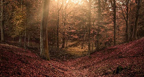 After Dinner Games 1000-teiliges Puzzle, schwieriges und anspruchsvolles Lernspiel. Waldlandschaft, 70 x 50 cm von AFHMZ