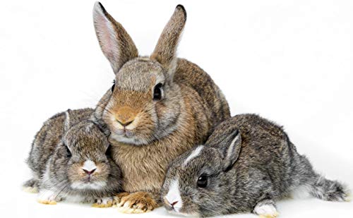 DREI Kaninchen - Puzzle für Erwachsene, 300 Teile, DIY-Puzzle, Kinderspielzeug, 38 x 26 cm DREI Kaninchen - Puzzle für Erwachsene, 300 Teile, DIY-Puzzle, Kinderspielzeug, 38 x 26 cm von AFHMZ