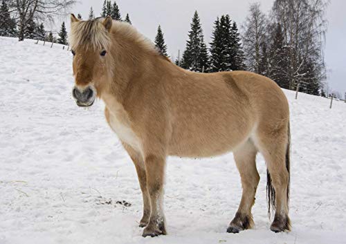 Fjordpferd Puzzle 200 Teile Tierwelt Puzzle mit hochwertiger Puzzleaufbewahrung 35x25CM Fjordpferd Puzzle 200 Teile Tierwelt Puzzle mit hochwertiger Puzzleaufbewahrung 35x25CM von AFHMZ