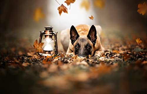 Geschenk Kind Junge Puzzle 300 Teile Malinois Hund Billy Schäferhund 38x26CM von AFHMZ