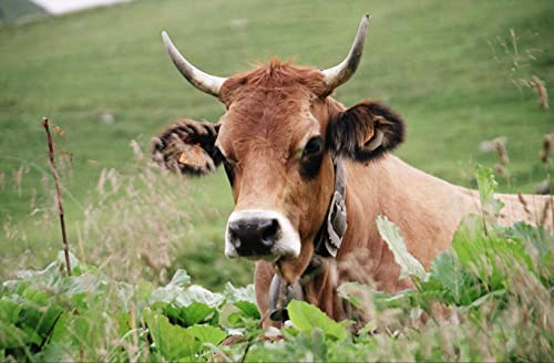 Happy Cow Puzzle 500 Teile Tierwelt Puzzle mit hochwertiger Puzzleaufbewahrung 52x38CM von AFHMZ
