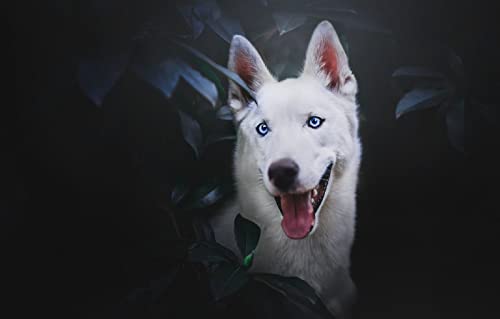 Hobby Puzzle für Erwachsene, 1000 Teile, Hund, 70 x 50 cm von AFHMZ