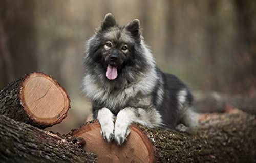 Hobby Puzzle für Erwachsene, 1000 Teile, Hund, 70 x 50 cm von AFHMZ