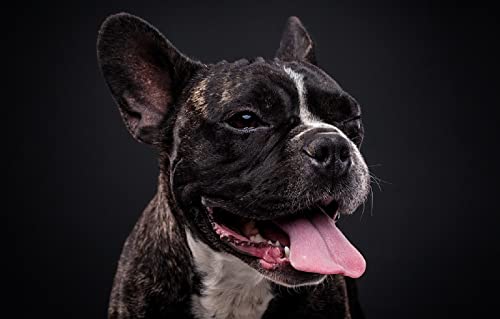 Jungenpuzzle 500 Teile Bulldogge Hund 52x38CM Jungenpuzzle 500 Teile Bulldogge Hund 52x38CM von AFHMZ