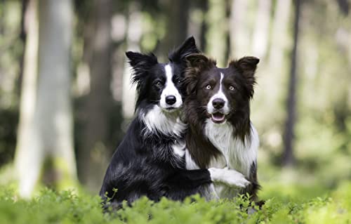 Kinder-Papierpuzzle 100 Teile Border Collie Zwei Hunde 45,5x35,5 cm Kinder-Papierpuzzle 100 Teile Border Collie Zwei Hunde 45,5x35,5 cm von AFHMZ