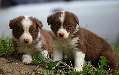 Kindergarten-Lernspiel Puzzle 1000 Teile Border Collie Welpe 52x38CM von AFHMZ