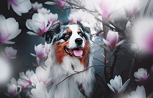 Kindergartenaktivitäten Puzzle 500 Teile Australian Shepherd Dog 52x38CM von AFHMZ