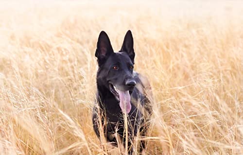 Kinderpuzzle 100 Teile Hund 45,5x35,5CM von AFHMZ