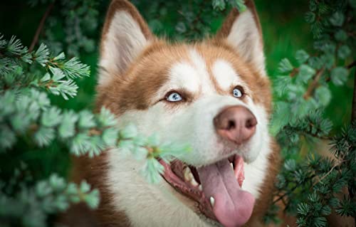 Kinderpuzzle 100 Teile Siberian Husky 45,5x35,5CM Kinderpuzzle 100 Teile Siberian Husky 45,5x35,5CM von AFHMZ