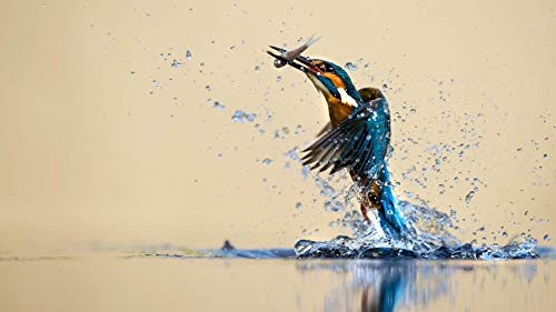 Kingfisher-Angel-Puzzlespiele, Puzzle 2000 Teile für Erwachsene, Spiele für Erwachsene, Jugendliche und Kinder, 70 x 100 cm von AFHMZ