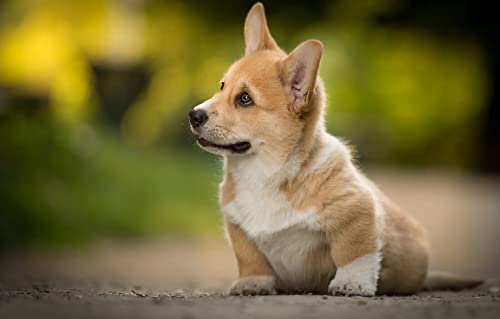 Klassisches Puzzle mit 2000 Teilen, Welsh Corgi-Welpe, 70 x 100 cm von AFHMZ
