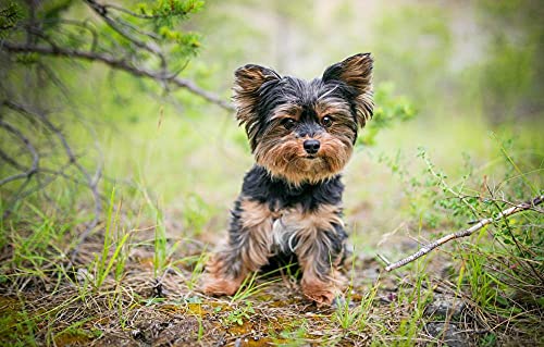 Lernspiel Kindergarten Puzzle 300 Teile Hund Yorkshire Terrier Hund 38x26CM Lernspiel Kindergarten Puzzle 300 Teile Hund Yorkshire Terrier Hund 38x26CM von AFHMZ