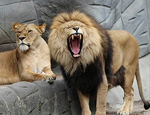 Löwen Puzzle 1000 Teile | Tierwelt Puzzle mit hochwertiger Puzzle Aufbewahrung 38x26CM von AFHMZ