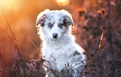 Mädchen Puzzle 500 Teile Australischer Schäferhund 52x38CM von AFHMZ