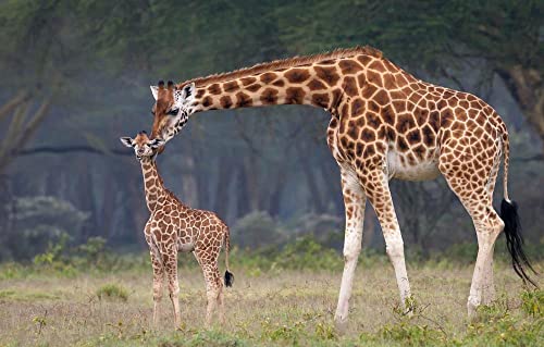 Mädchenpuzzle 100 Teile Giraffe 45,5x35,5CM Mädchenpuzzle 100 Teile Giraffe 45,5x35,5CM von AFHMZ