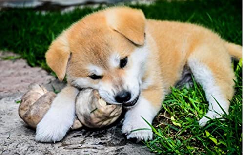 Niedliches kleines Shiba Inu-Tierpuzzle für Erwachsene, 300 Puzzlespiele, Kunstwerke, Geschenke für Männer und Geschenke für Frauen, 38 x 26 cm Niedliches kleines Shiba Inu-Tierpuzzle für Erwachsene, 300 Puzzlespiele, Kunstwerke, Geschenke für Männer und Geschenke für Frauen, 38 x 26 cm von AFHMZ