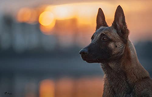 One Piece Puzzle 300 Teile Belgischer Schäferhund Malinois 38x26CM One Piece Puzzle 300 Teile Belgischer Schäferhund Malinois 38x26CM von AFHMZ