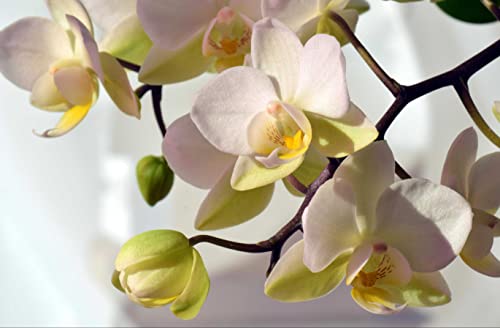 Orchideen-Puzzle, 300 Teile, Naturpuzzle mit hochwertiger Puzzle-Aufbewahrung, 38 x 26 cm Orchideen-Puzzle, 300 Teile, Naturpuzzle mit hochwertiger Puzzle-Aufbewahrung, 38 x 26 cm von AFHMZ
