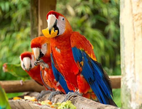 Papagei Puzzle 2000 Teile Tierwelt Puzzle mit hochwertiger Puzzleaufbewahrung 70x100CM von AFHMZ
