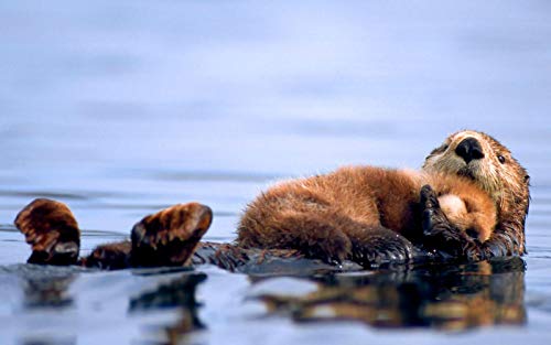 Papery 300-teiliges Otter-Puzzle für Erwachsene, Geschenk für Familienspiel, Cooles Puzzle, anspruchsvolle Heimtextilien, kein Kleber erforderlich, 38 x 26 cm Papery 300-teiliges Otter-Puzzle für Erwachsene, Geschenk für Familienspiel, Cooles Puzzle, anspruchsvolle Heimtextilien, kein Kleber erforderlich, 38 x 26 cm von AFHMZ