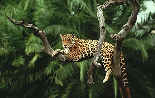 Papery Puzzle, 1000 Teile, Dschungel-Jaguar auf Baum, personalisiertes Puzzle, 70 x 50 cm Papery Puzzle, 1000 Teile, Dschungel-Jaguar auf Baum, personalisiertes Puzzle, 70 x 50 cm von AFHMZ