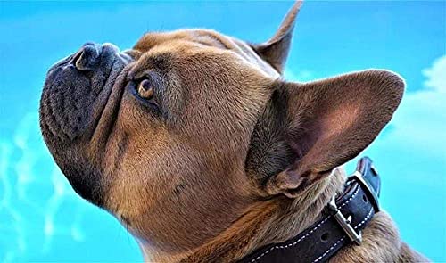 Papery Puzzle, 1000 Teile, Puzzle, Spielzeug für Erwachsene und Kinder, Spiele für Erwachsene, Französische Bulldogge 52x38CM Papery Puzzle, 1000 Teile, Puzzle, Spielzeug für Erwachsene und Kinder, Spiele für Erwachsene, Französische Bulldogge 52x38CM von AFHMZ