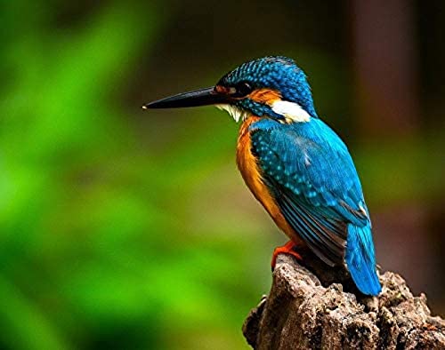 Papery Puzzle 100 Teile Eisvogel Blau Puzzlespiel für Erwachsene und Jugendliche Kinder 45,5 x 35,5 cm Papery Puzzle 100 Teile Eisvogel Blau Puzzlespiel für Erwachsene und Jugendliche Kinder 45,5 x 35,5 cm von AFHMZ