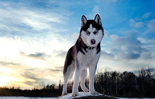 Papery Puzzle 1000 Teile, Husky-Hund, 70 x 50 cm von AFHMZ