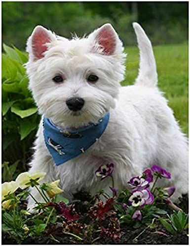 Papery Puzzles für Erwachsene und Kinder 1000 Teile Westie Hund Haustier Tier Puzzle DIY Spielzeug Spiele Geschenke Wanddekoration 52x38CM von AFHMZ