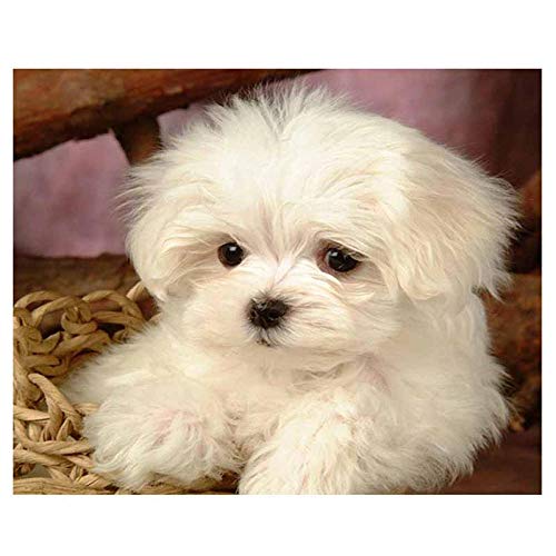 Papierpuzzles für Erwachsene und Kinder, 100 Teile, Malteser-Hunde-Puzzle, DIY-Spielzeug, Spiele, Geschenke, Wanddekoration, 45,5 x 35,5 cm Papierpuzzles für Erwachsene und Kinder, 100 Teile, Malteser-Hunde-Puzzle, DIY-Spielzeug, Spiele, Geschenke, Wanddekoration, 45,5 x 35,5 cm von AFHMZ