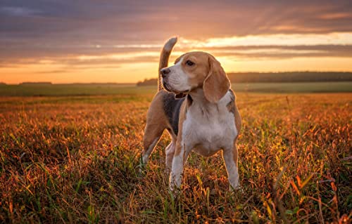 Personalisierte Puzzles 100 Teile Hund Beagle 45,5x35,5CM von AFHMZ