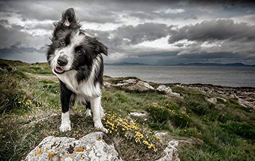 Puzzle 100 Border Collie Hunde 45,5x35,5CM von AFHMZ