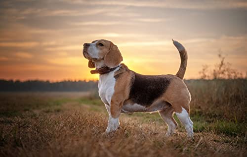 Puzzle 100 Teile, Beagle-Hund, 45,5 x 35,5 cm Puzzle 100 Teile, Beagle-Hund, 45,5 x 35,5 cm von AFHMZ