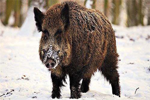 Puzzle 100 Teile, Herausforderungspuzzle, 100 Teile, Weltraumpuzzle für Erwachsene, 100 Teile, Wildschwein im Schnee für Kinder, Puzzle-100 Teile, 45,5 x 35,5 cm Puzzle 100 Teile, Herausforderungspuzzle, 100 Teile, Weltraumpuzzle für Erwachsene, 100 Teile, Wildschwein im Schnee für Kinder, Puzzle-100 Teile, 45,5 x 35,5 cm von AFHMZ