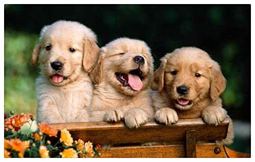 Puzzle 100 Teile, Papierpuzzle für Erwachsene, Golden Retriever im Winterwald-Puzzle, Erholung für Erwachsene geeignet 45,5 x 35,5 cm Puzzle 100 Teile, Papierpuzzle für Erwachsene, Golden Retriever im Winterwald-Puzzle, Erholung für Erwachsene geeignet 45,5 x 35,5 cm von AFHMZ