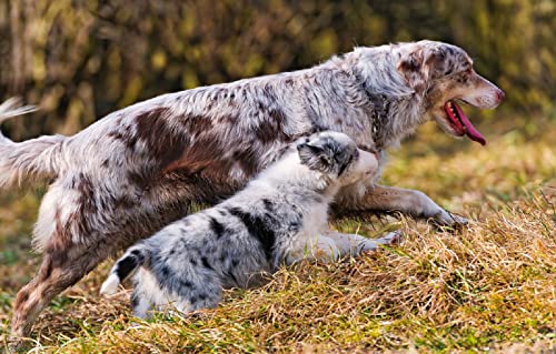 Puzzle 100 Teile Australian Shepherd Welpe 45,5x35,5CM von AFHMZ