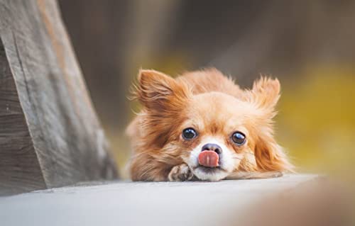 Puzzle 100 Teile Chien Chihuahua 45,5x35,5CM Puzzle 100 Teile Chien Chihuahua 45,5x35,5CM von AFHMZ