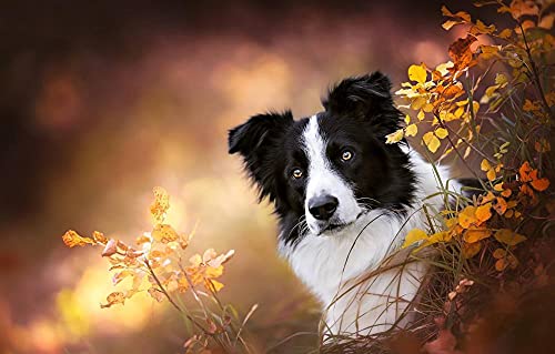 Puzzle 100 Teile Hund Border Collie 45,5x35,5CM Puzzle 100 Teile Hund Border Collie 45,5x35,5CM von AFHMZ
