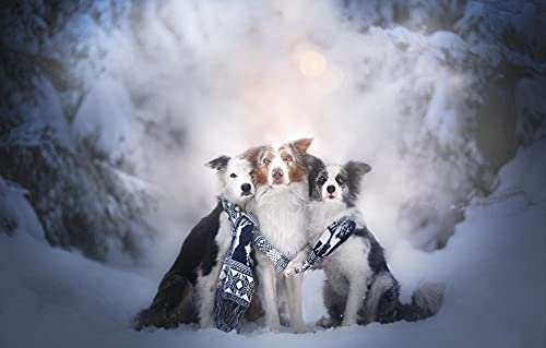 Puzzle 100 Teile Schnee Border Collie Hund 45,5x35,5CM Puzzle 100 Teile Schnee Border Collie Hund 45,5x35,5CM von AFHMZ