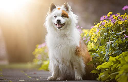 Puzzle 100 Teile Welpe 45,5x35,5CM Puzzle 100 Teile Welpe 45,5x35,5CM von AFHMZ