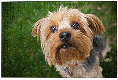 Puzzle 100 Teile Yorkshire Terrier Yorkie Süße Hunde Tiere Hunde Papierpuzzle Spielzeug Familienspiel Wanddekoration für Erwachsene Teenager 45,5 x 35,5 cm von AFHMZ