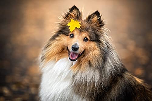 Puzzle 1000 Teile/Shetland Sheepdog Herbstblätter/Puzzles Unmögliches Puzzle für Erwachsene und Kinder, Gehirn-Herausforderungspuzzle für Kinder, Lernspiele, Geschenkgröße 52 x 38 cm Puzzle 1000 Teile/Shetland Sheepdog Herbstblätter/Puzzles Unmögliches Puzzle für Erwachsene und Kinder, Gehirn-Herausforderungspuzzle für Kinder, Lernspiele, Geschenkgröße 52 x 38 cm von AFHMZ