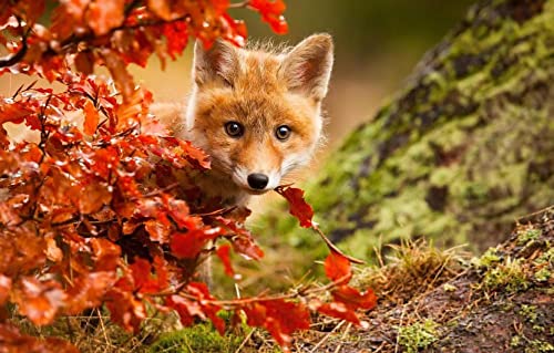 Puzzle 1000 Teile 3D Renard 70x50CM von AFHMZ