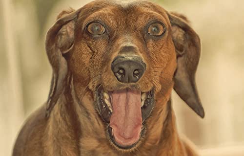 Puzzle 1000 Teile Dackelhund 70x50CM Puzzle 1000 Teile Dackelhund 70x50CM von AFHMZ
