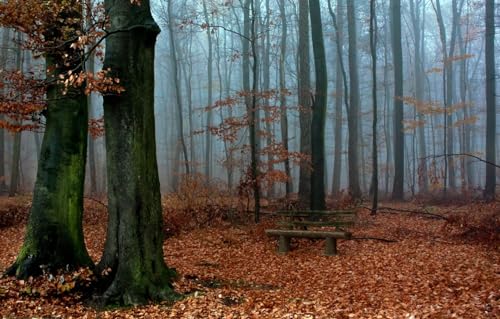 Puzzle 1000 Teile Landschaft Puzzle für Erwachsene 1000 Teile Natur, Wald 70x50CM Puzzle 1000 Teile Landschaft Puzzle für Erwachsene 1000 Teile Natur, Wald 70x50CM von AFHMZ