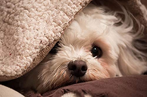 Puzzle 1000 Teile Panorama - Puzzle Erwachsene - Premium Puzzle - Ab 14 Jahren - Bichon-Hunde 52x38CM von AFHMZ
