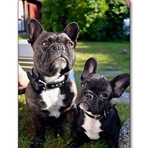 Puzzle 1000 Teile Papierpuzzle für Erwachsene Papierpuzzle Französische Bulldogge Cartoon-Hund Puzzlespielzeug für Erwachsene und Kinder, Puzzle-Bastelset 70x50CM Puzzle 1000 Teile Papierpuzzle für Erwachsene Papierpuzzle Französische Bulldogge Cartoon-Hund Puzzlespielzeug für Erwachsene und Kinder, Puzzle-Bastelset 70x50CM von AFHMZ